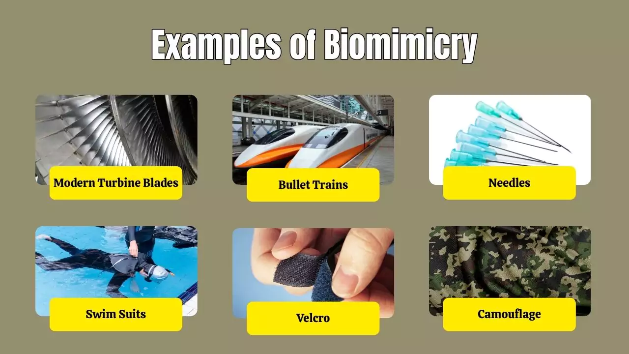 Examples of Biomimicry in everyday life
