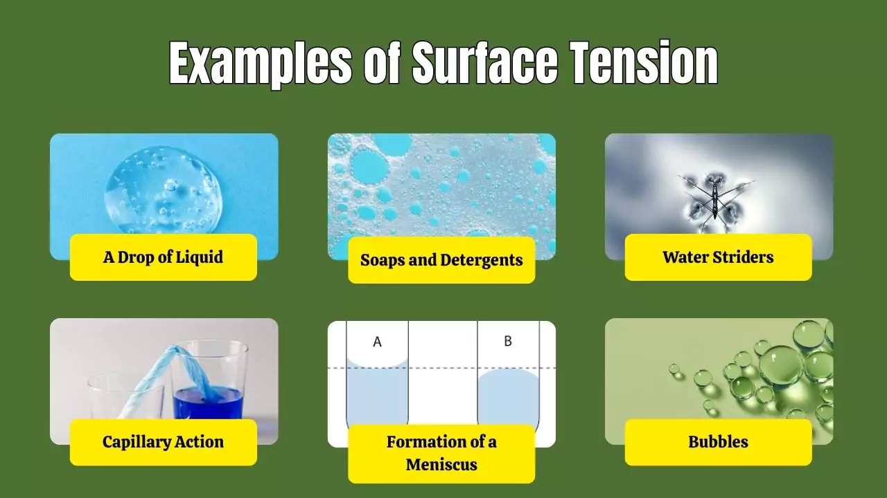 Examples of Surface Tension in everyday life