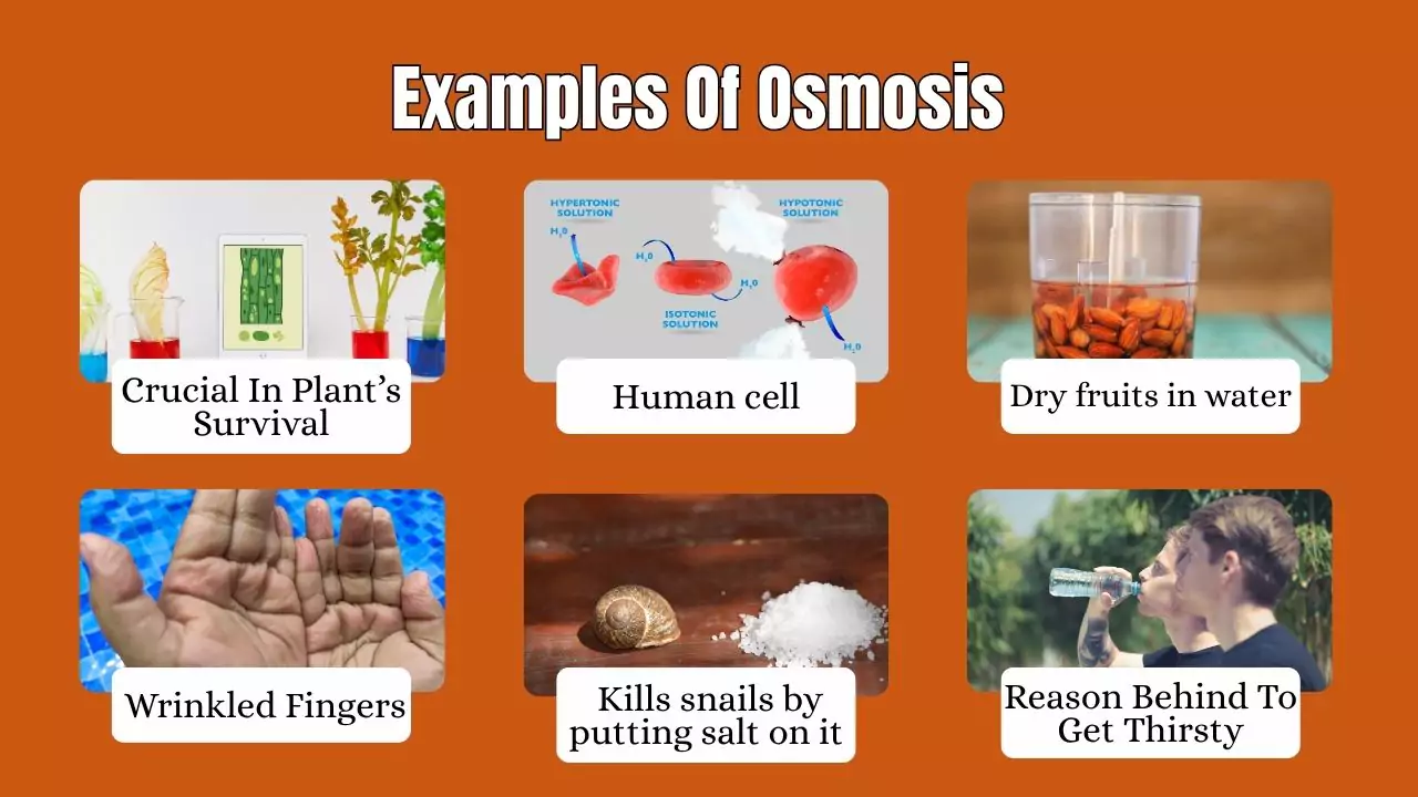 Examples Of Osmosis