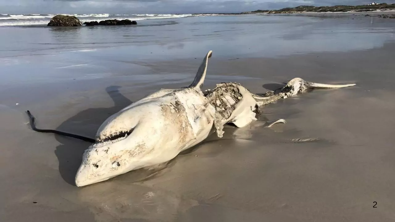 Gansbaai dead white shark on the beach