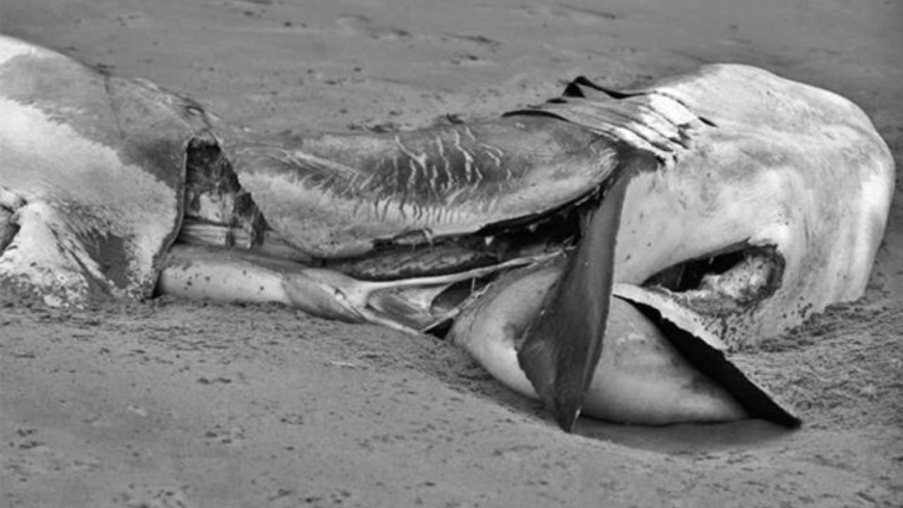 The carcass of a great white shark that washed ashore at Gansbaai