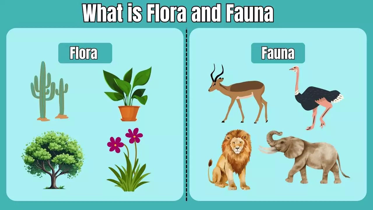 What is Flora and Fauna